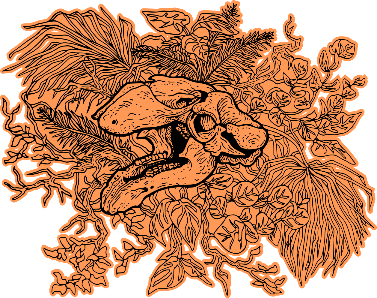 manatee skull drawing